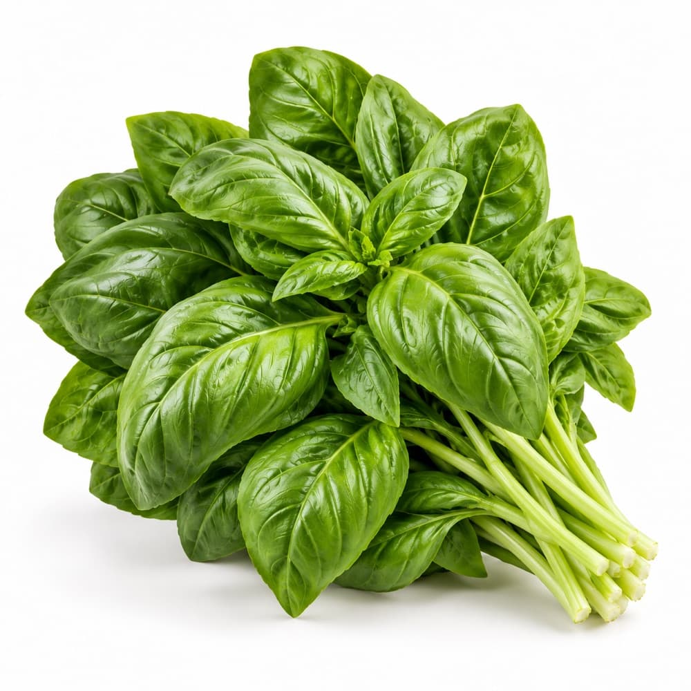 Basil