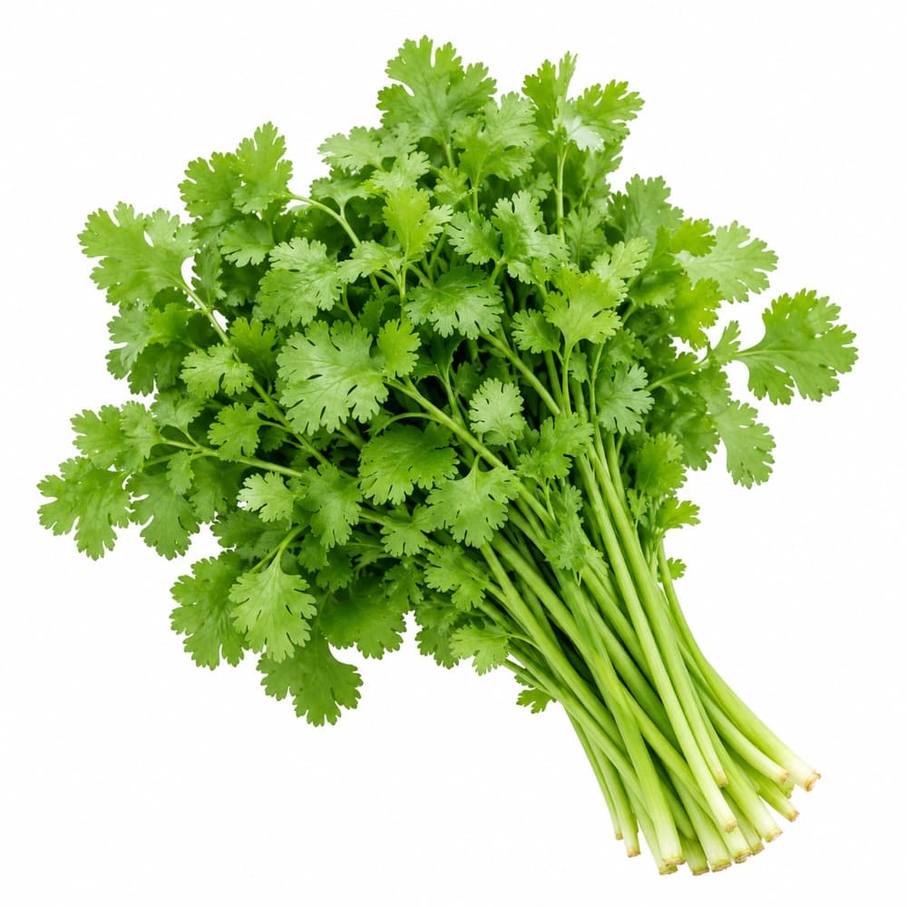 Coriander