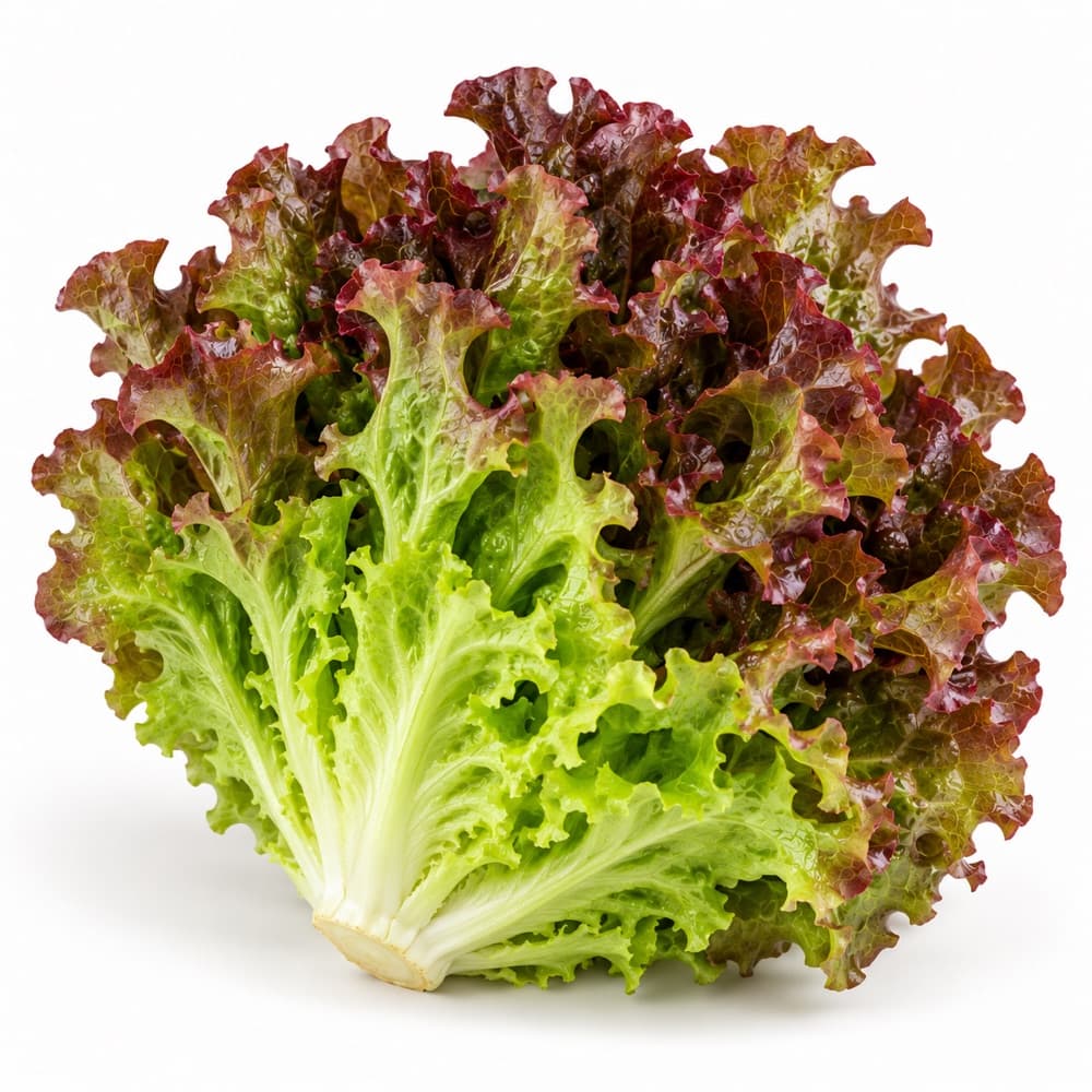 Oak leaf lettuce