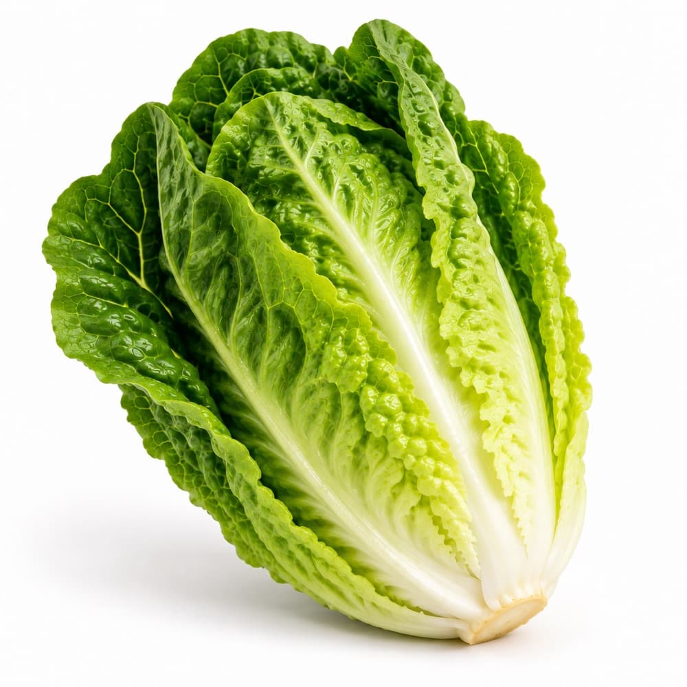 Sucrine lettuce
