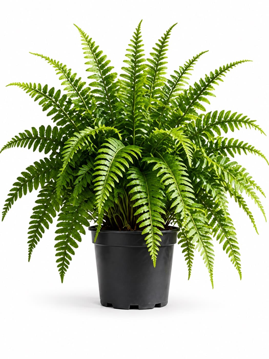 Fern