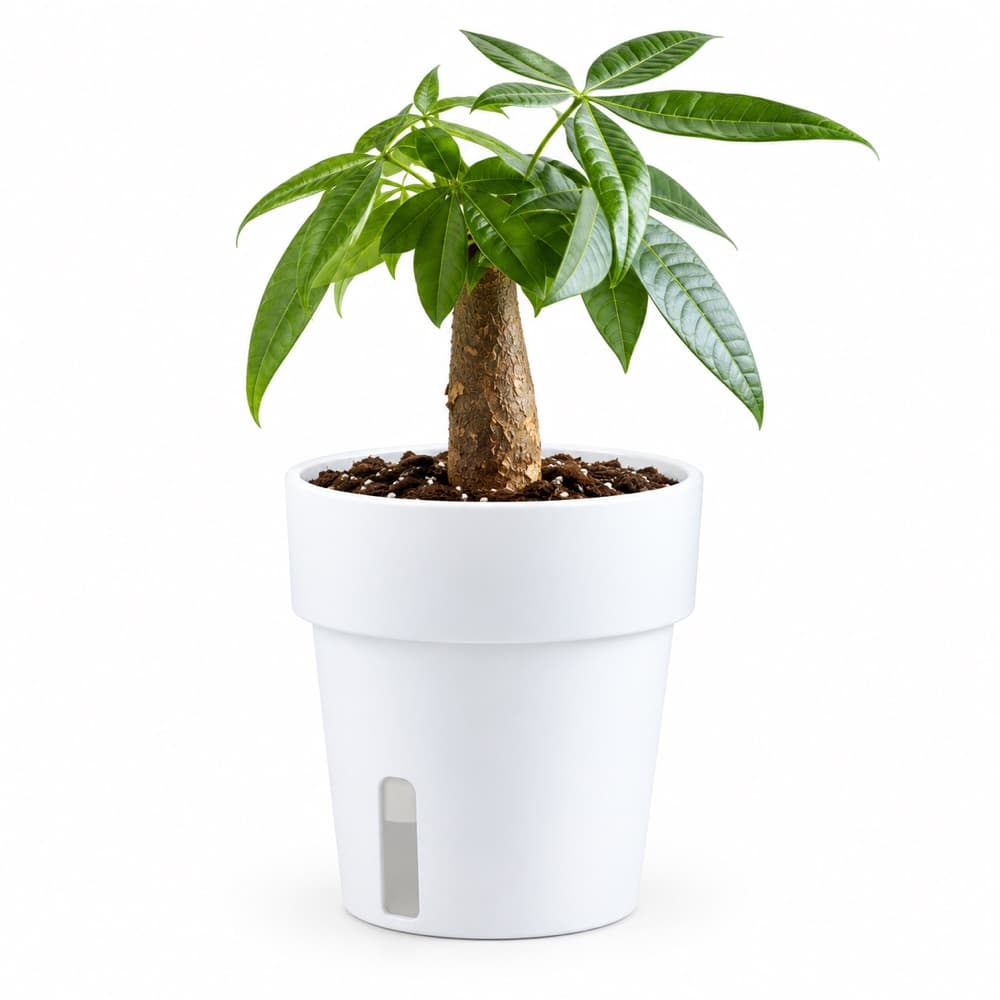 Self-watering Pot 1
